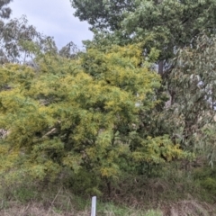 Acacia baileyana x Acacia decurrens at Thurgoona, NSW - 19 Jul 2021