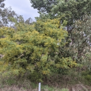 Acacia baileyana x Acacia decurrens at Thurgoona, NSW - 19 Jul 2021
