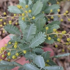 Acacia baileyana (Cootamundra Wattle, Golden Mimosa) at Albury - 19 Jul 2021 by Darcy