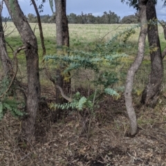Acacia baileyana at Thurgoona, NSW - 19 Jul 2021