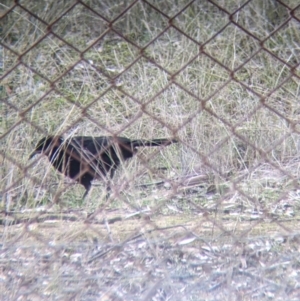 Corcorax melanorhamphos at Thurgoona, NSW - 19 Jul 2021 12:41 PM