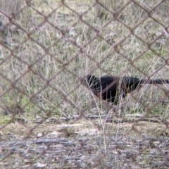 Corcorax melanorhamphos at Thurgoona, NSW - 19 Jul 2021 12:41 PM