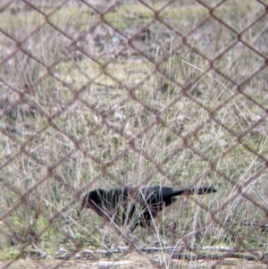 Corcorax melanorhamphos at Thurgoona, NSW - 19 Jul 2021 12:41 PM