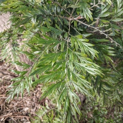 Grevillea robusta (Silky Oak) at Thurgoona, NSW - 19 Jul 2021 by Darcy