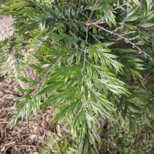 Grevillea robusta at Thurgoona, NSW - 19 Jul 2021