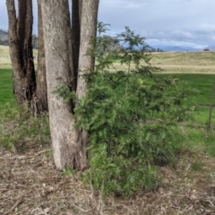 Grevillea robusta at Thurgoona, NSW - 19 Jul 2021