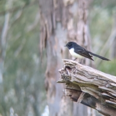 Rhipidura leucophrys (Willie Wagtail) at Apex Park (The Pines) - 19 Jul 2021 by Darcy