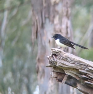 Rhipidura leucophrys at Lake Hume Village, NSW - 19 Jul 2021 12:57 PM