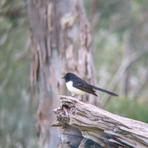 Rhipidura leucophrys at Lake Hume Village, NSW - 19 Jul 2021 12:57 PM