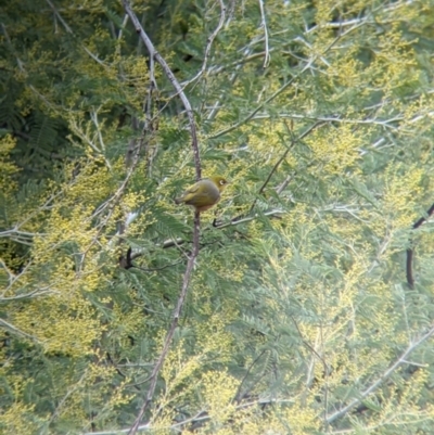 Zosterops lateralis (Silvereye) at Apex Park (The Pines) - 19 Jul 2021 by Darcy