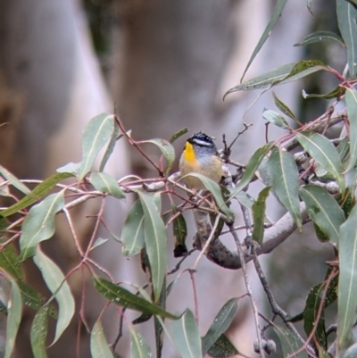 Pardalotus punctatus (Spotted Pardalote) at Lake Hume Village, NSW - 19 Jul 2021 by Darcy