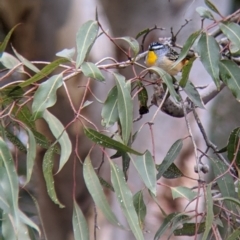 Pardalotus punctatus at Lake Hume Village, NSW - 19 Jul 2021