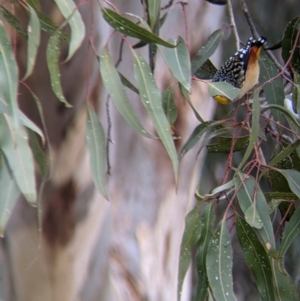 Pardalotus punctatus at Lake Hume Village, NSW - 19 Jul 2021 01:31 PM