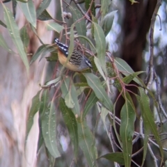 Pardalotus punctatus at Lake Hume Village, NSW - 19 Jul 2021 01:31 PM