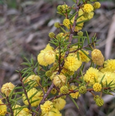 Acacia ulicifolia (Prickly Moses) at Albury - 19 Jul 2021 by Darcy