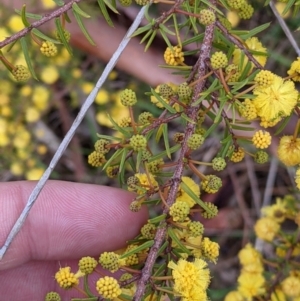 Acacia ulicifolia at Lake Hume Village, NSW - 19 Jul 2021 01:49 PM