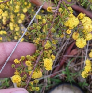 Acacia ulicifolia at Lake Hume Village, NSW - 19 Jul 2021 01:49 PM
