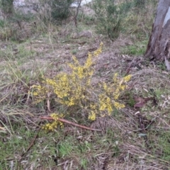 Acacia ulicifolia at Lake Hume Village, NSW - 19 Jul 2021 01:49 PM