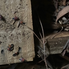 Dindymus versicolor at Wamboin, NSW - 19 Jul 2021 04:04 PM