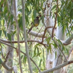 Anthochaera carunculata (Red Wattlebird) at Albury - 19 Jul 2021 by Darcy