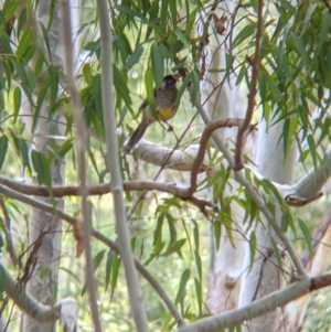 Anthochaera carunculata at Lake Hume Village, NSW - 19 Jul 2021