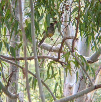 Anthochaera carunculata (Red Wattlebird) at Lake Hume Village, NSW - 19 Jul 2021 by Darcy