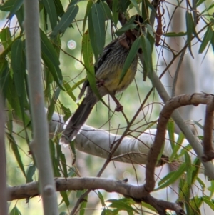 Anthochaera carunculata at Lake Hume Village, NSW - 19 Jul 2021