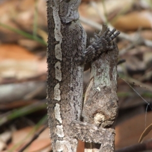 Amphibolurus muricatus at Linden, NSW - 2 Feb 2009