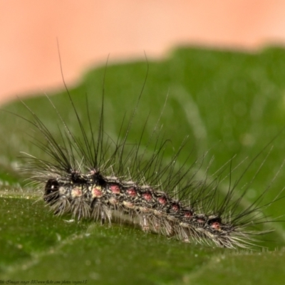 Anestia (genus) (A tiger moth) at Macgregor, ACT - 19 Jul 2021 by Roger