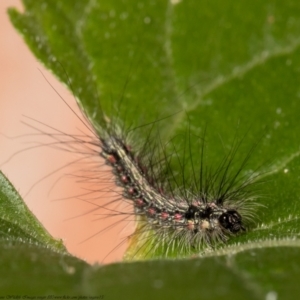 Anestia (genus) at Macgregor, ACT - 19 Jul 2021