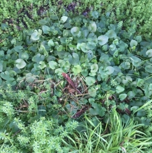 Viola odorata at O'Connor, ACT - 18 Jul 2021