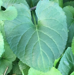 Viola odorata at O'Connor, ACT - 18 Jul 2021