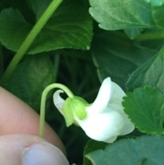 Viola odorata at O'Connor, ACT - 18 Jul 2021 09:03 AM