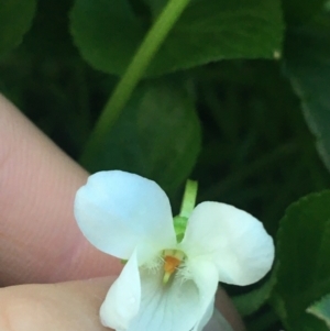 Viola odorata at O'Connor, ACT - 18 Jul 2021 09:03 AM