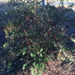 Cotoneaster glaucophyllus (Cotoneaster) at O'Connor, ACT - 18 Jul 2021 by NedJohnston