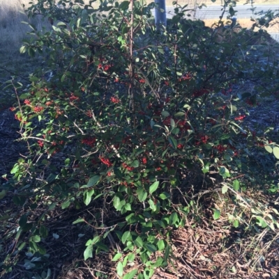 Cotoneaster glaucophyllus (Cotoneaster) at O'Connor, ACT - 17 Jul 2021 by Ned_Johnston