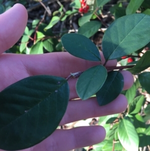 Cotoneaster glaucophyllus at O'Connor, ACT - 18 Jul 2021