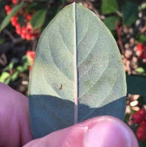 Cotoneaster glaucophyllus at O'Connor, ACT - 18 Jul 2021