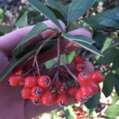 Cotoneaster glaucophyllus at O'Connor, ACT - 18 Jul 2021