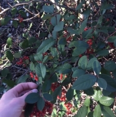 Cotoneaster glaucophyllus at O'Connor, ACT - 18 Jul 2021