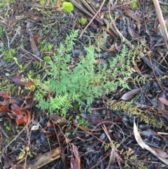 Cheilanthes sieberi (Rock Fern) at Lyneham Ridge - 17 Jul 2021 by Ned_Johnston