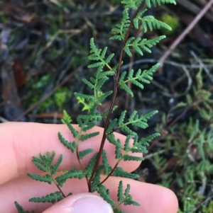 Cheilanthes sieberi at Lyneham, ACT - 18 Jul 2021