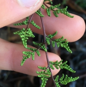 Cheilanthes sieberi at Lyneham, ACT - 18 Jul 2021 09:37 AM