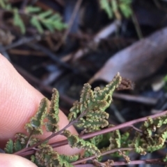 Cheilanthes sieberi at Lyneham, ACT - 18 Jul 2021 09:37 AM