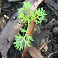 Cotula australis (Common Cotula, Carrot Weed) at Lyneham, ACT - 18 Jul 2021 by NedJohnston