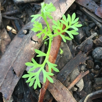 Cotula australis (Common Cotula, Carrot Weed) at Lyneham Ridge - 17 Jul 2021 by Ned_Johnston