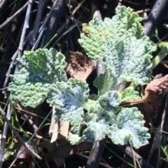 Marrubium vulgare (Horehound) at Lyneham, ACT - 18 Jul 2021 by NedJohnston