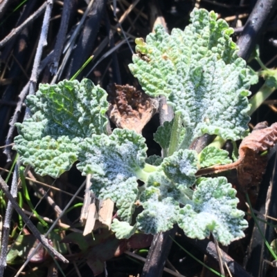 Marrubium vulgare (Horehound) at Lyneham Ridge - 17 Jul 2021 by Ned_Johnston