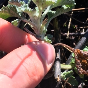 Marrubium vulgare at Lyneham, ACT - 18 Jul 2021 09:43 AM