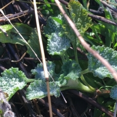 Marrubium vulgare at Lyneham, ACT - 18 Jul 2021 09:43 AM